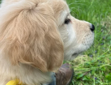 Yellow Puppies for Sale