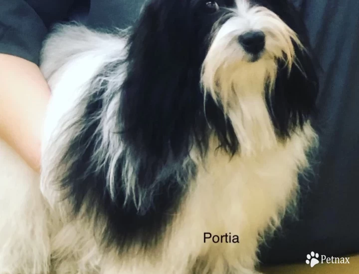 Portia Havanese