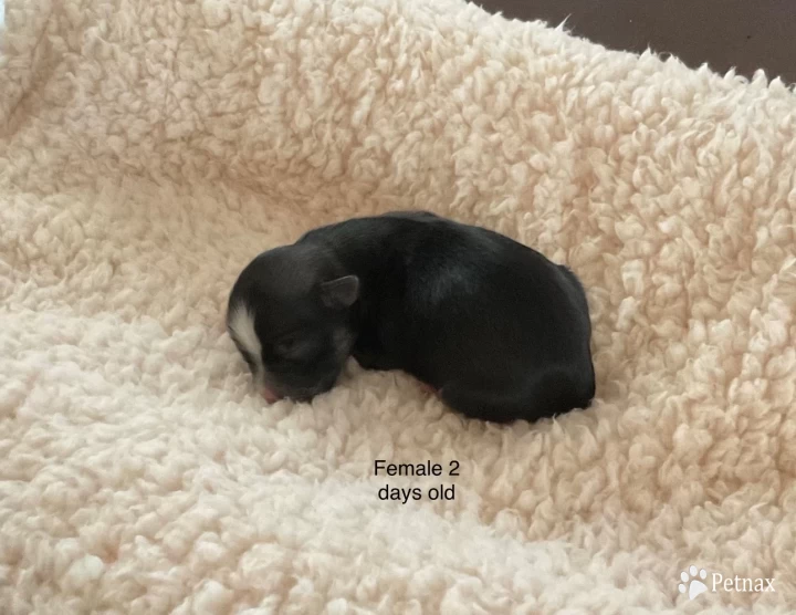 Female 1 Puppies for Sale