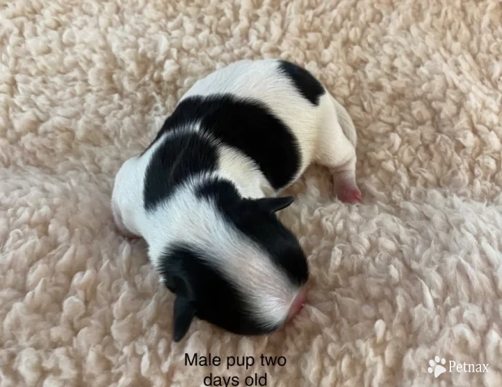 Male 1 Puppies for Sale