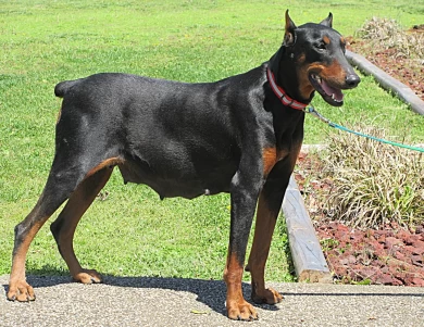 DOBERMAN PUPPIES AND ADULTS FOR SALE...