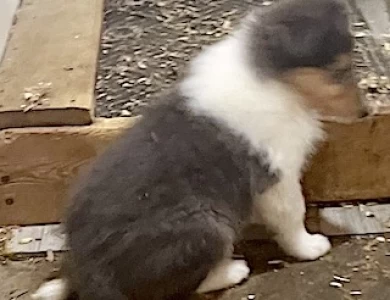 #3 rare blue merle/white  Puppies for Sale