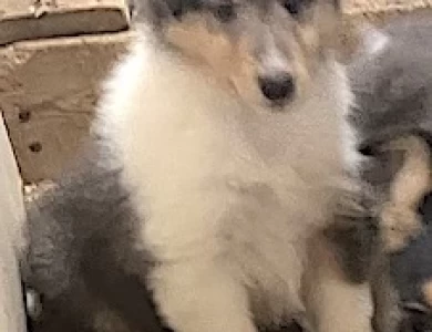 #3 rare blue merle/white  Puppies for Sale