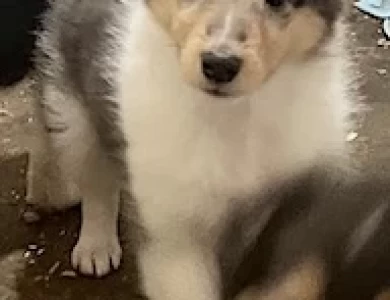 #1 Rare Blue Merle/White Female Puppies for Sale