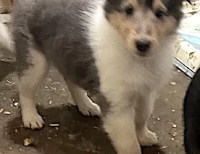 #1 Rare Blue Merle/White Female Puppies for Sale
