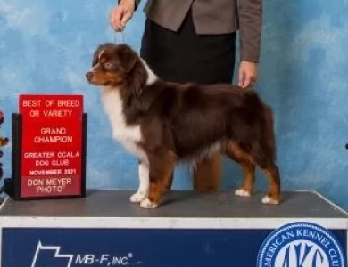 Schaefer's Miniature American Shepherds