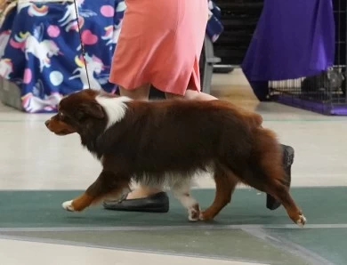 Archer Miniature American Shepherd