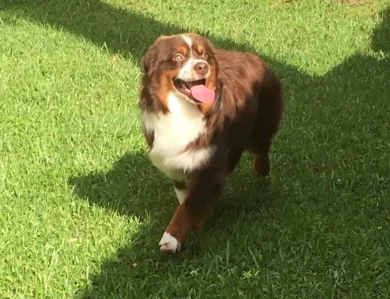 Archer Miniature American Shepherd