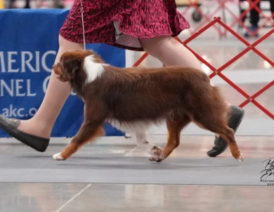 Archer Miniature American Shepherd