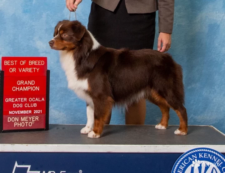 Archer Miniature American Shepherd