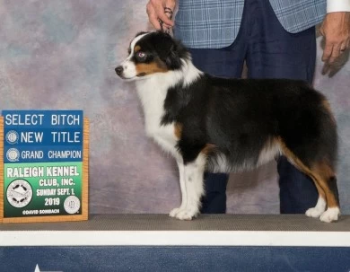 Davina Miniature American Shepherd