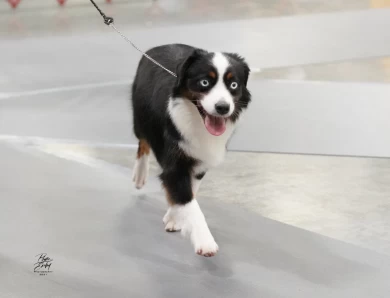 Diamond Miniature American Shepherd