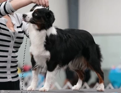 Diamond Miniature American Shepherd