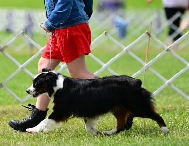 Diamond Miniature American Shepherd