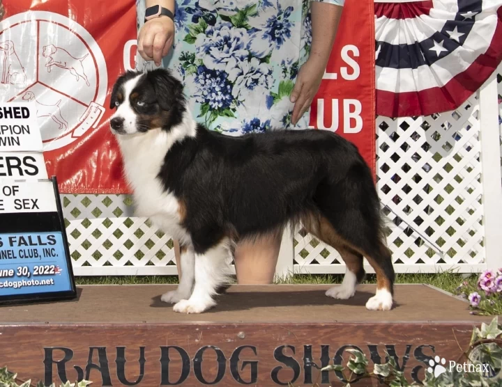 Diamond Miniature American Shepherd