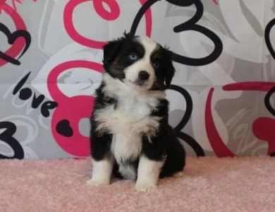 Diamond Miniature American Shepherd