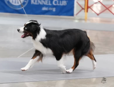 Diamond Miniature American Shepherd