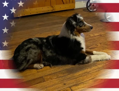 Ardra Miniature American Shepherd