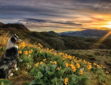 Ardra Miniature American Shepherd