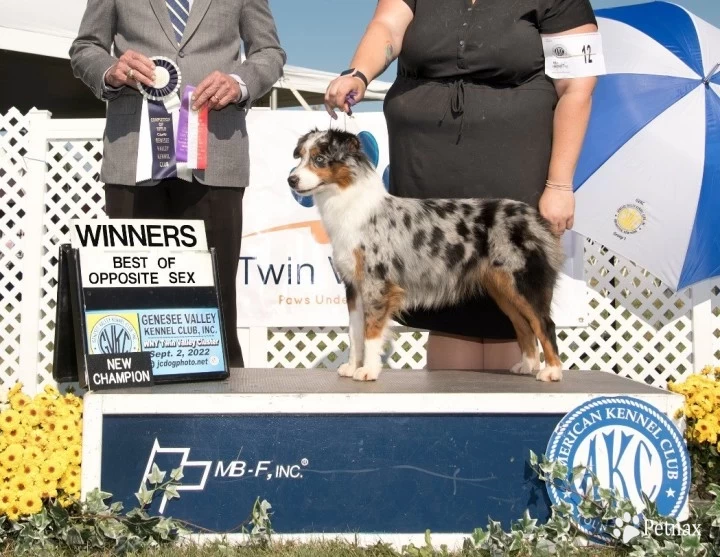 Ardra Miniature American Shepherd