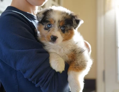 Ardra Miniature American Shepherd