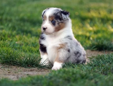 Ardra Miniature American Shepherd