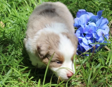 Castiel Miniature American Shepherd