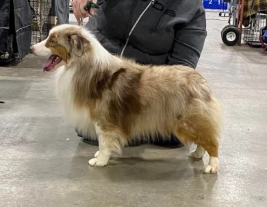 Castiel Miniature American Shepherd