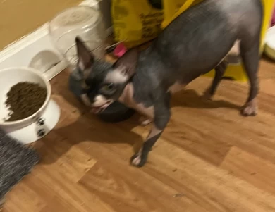 Josie