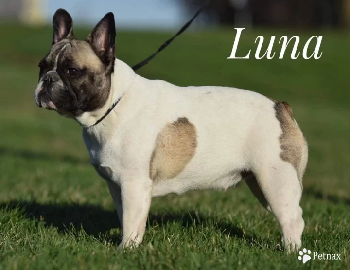 Luna French Bulldog