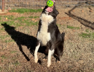 Rita Border Collie