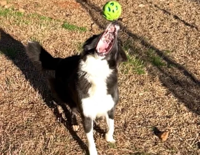 Rita Border Collie