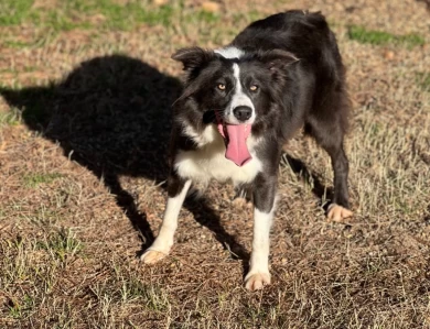 Rita Border Collie