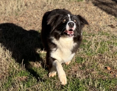 Rita Border Collie