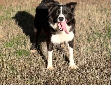 Rita Border Collie