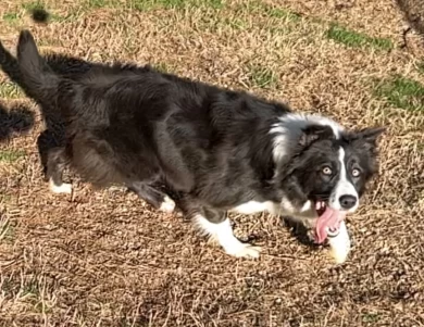 Rita Border Collie