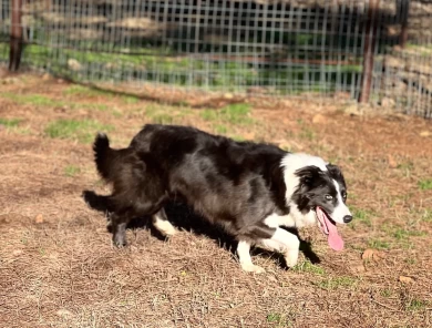 Rita Border Collie