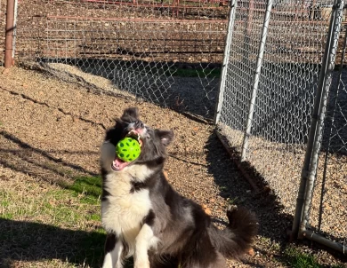 Rita Border Collie