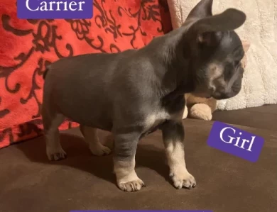 Gem Puppies for Sale