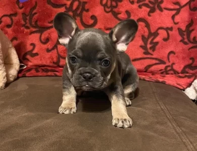 Gem Puppies for Sale