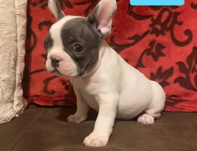 Snoopy Puppies for Sale