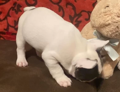 Snoopy Puppies for Sale