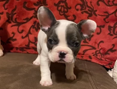 Snoopy Puppies for Sale