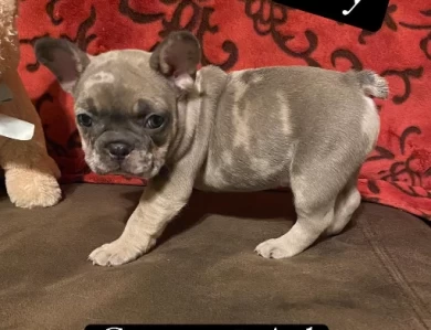 Yogi Puppies for Sale