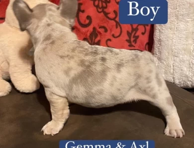 Gordo Puppies for Sale