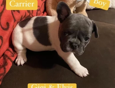 Meathead Puppies for Sale