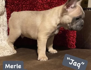 Jaq Puppies for Sale