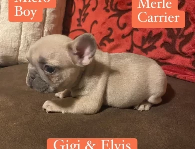 Gus Puppies for Sale