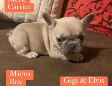 Gus Puppies for Sale