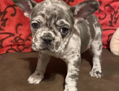 Bruno Puppies for Sale